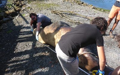 Pearson’s Commitment to Marine Science Supporting the Rebirth of an Educational Institution